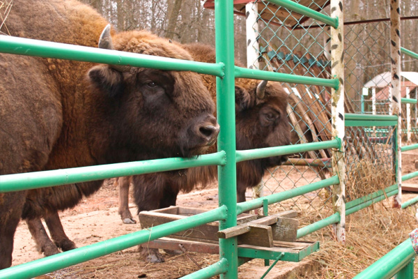 Путеводитель по зубрам для грибников