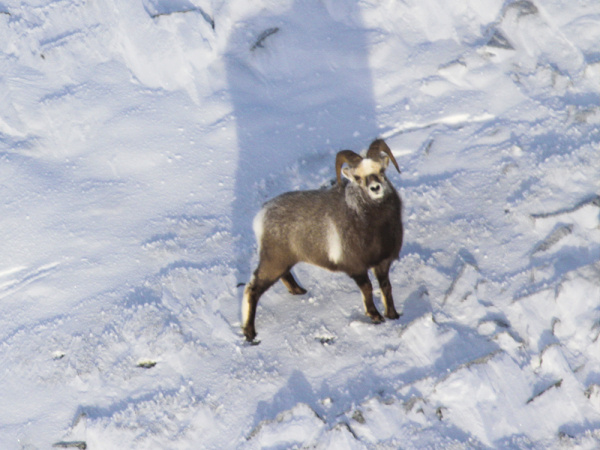 Бараны, которых надо искать с вертолётом