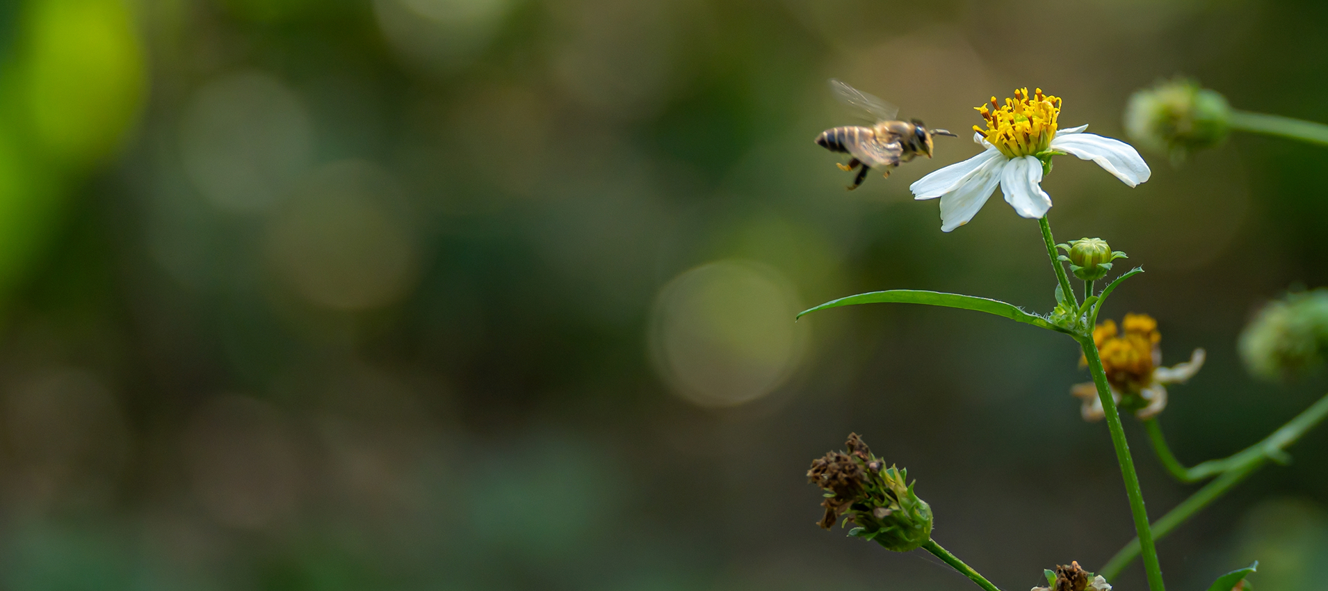Заповедные коммуникации