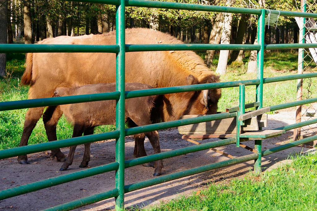  Природные заповедники России: Центральный зубровый питомник Приокско-Террасного заповедника