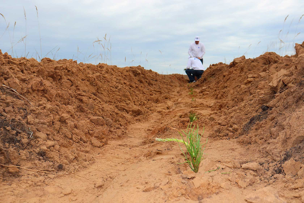  Работники «Росатома» высаживают лес