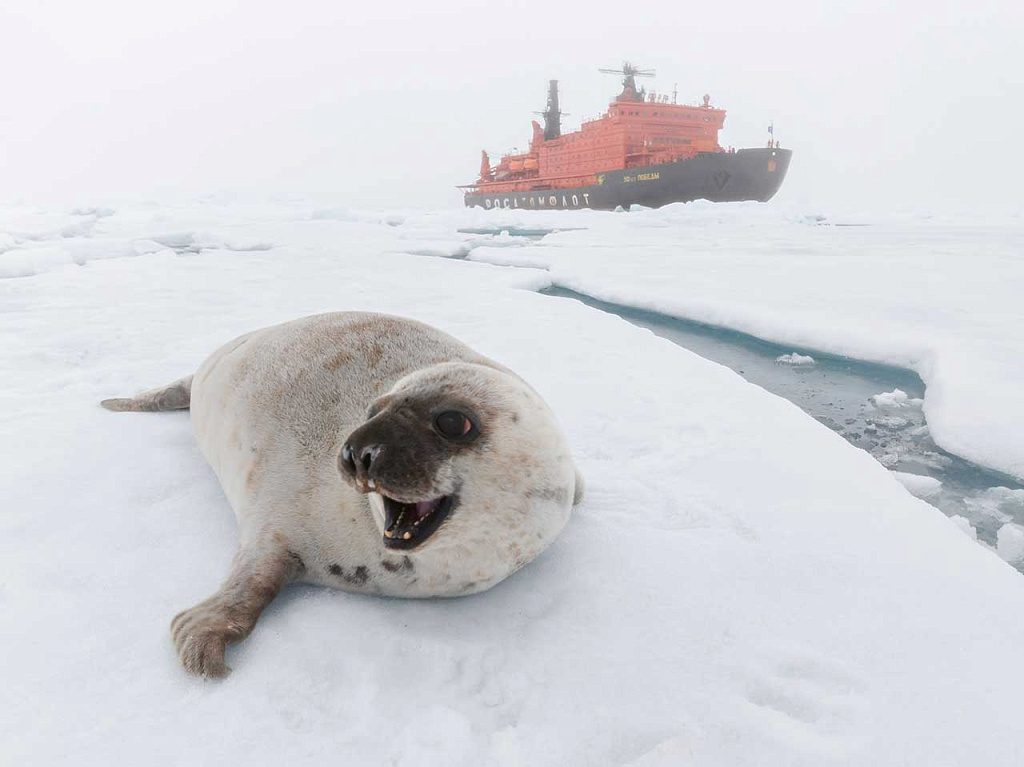  Особо охраняемые природные территории России: тюлень и белый медведь на фоне атомохода