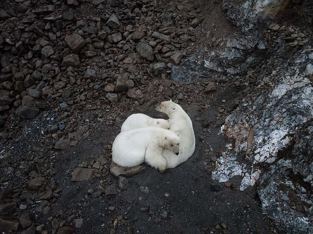  Особо охраняемые природные территории России: белые медведи