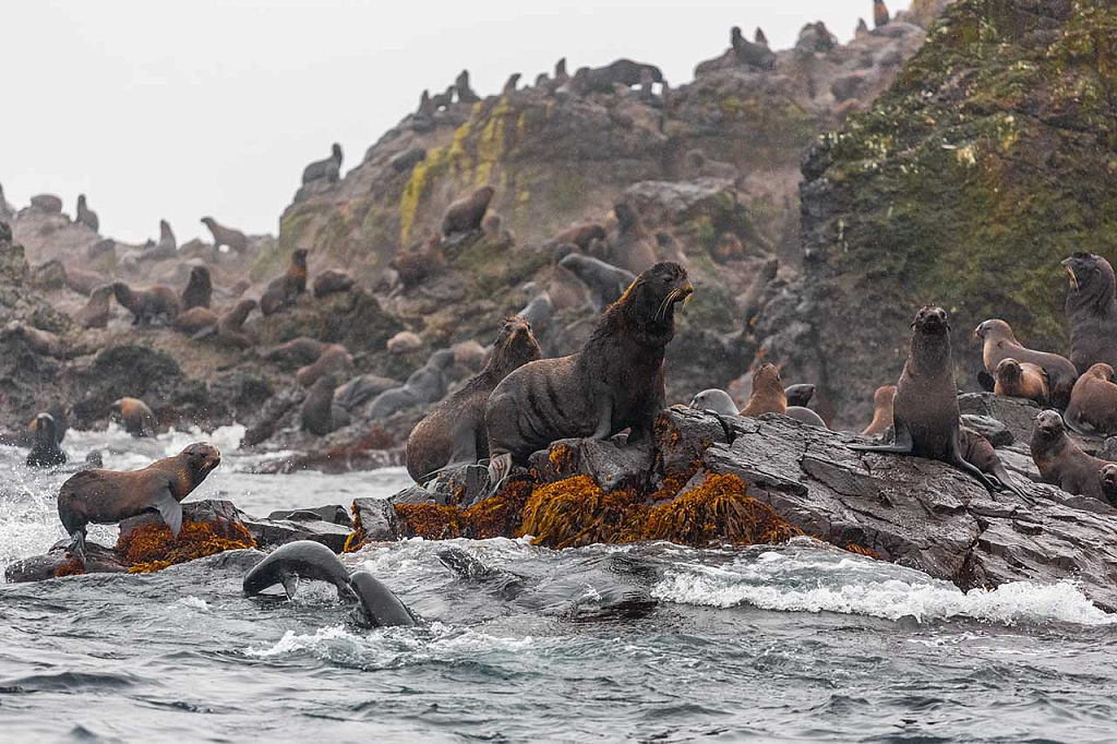  Особо охраняемые природные территории России: морские котики