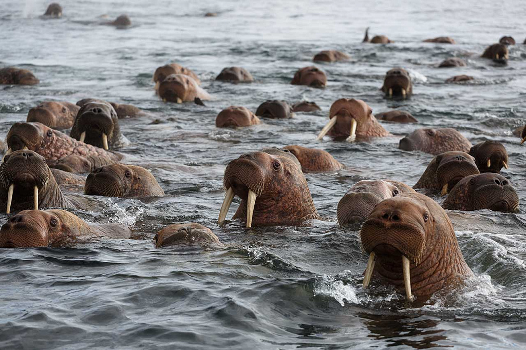  Особо охраняемые природные территории России: моржи