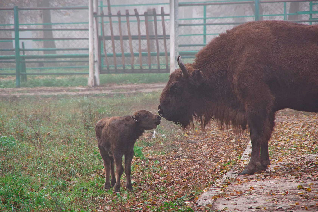  Природные заповедники России: Центральный зубровый питомник Приокско-Террасного заповедника