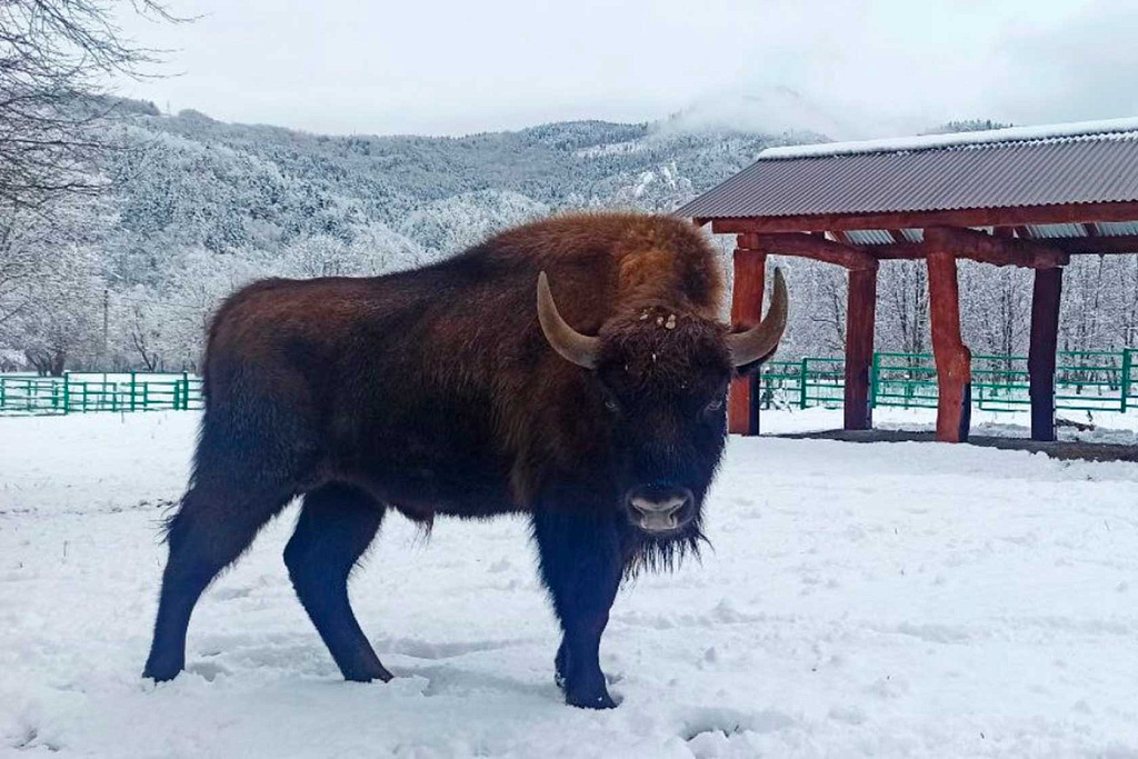  Природные заповедники России: горные зубры Кавказского заповедника