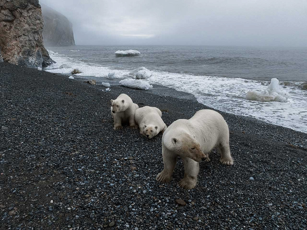  Особо охраняемые природные территории России: белые медведи