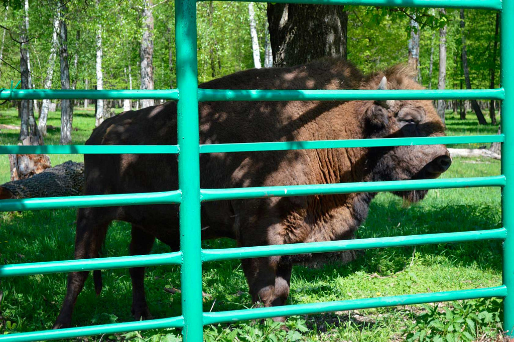  Природные заповедники России: Центральный зубровый питомник Приокско-Террасного заповедника