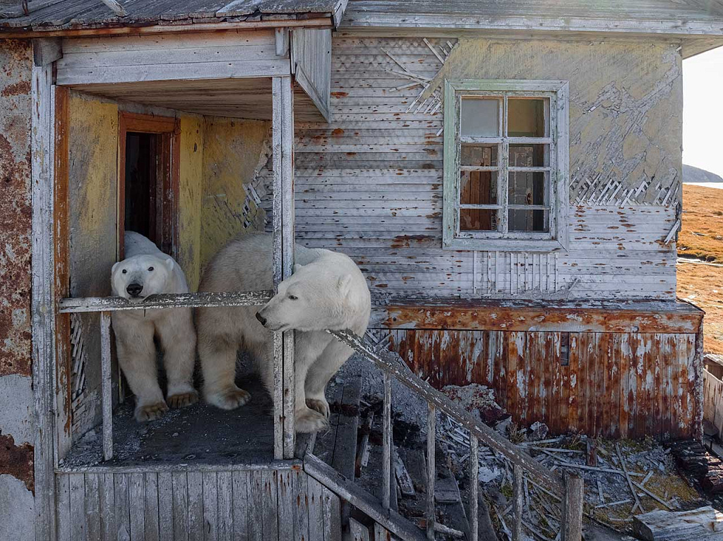  Особо охраняемые природные территории России: белые медведи