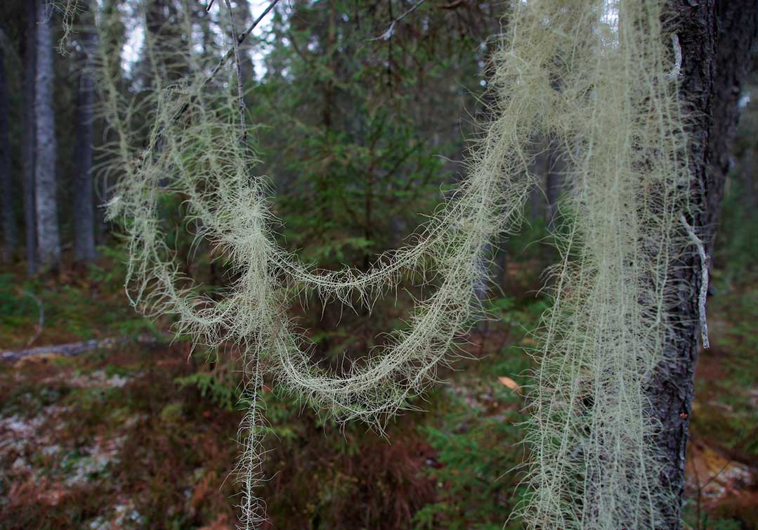  Уснея длиннейшая в Койгородском парке
