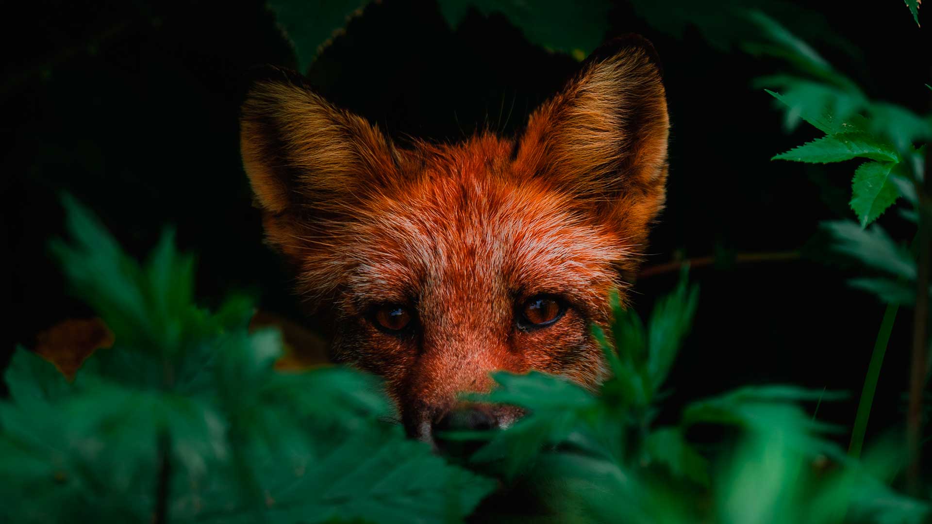  Природные территории России, заповедники и национальные парки. Фото диких животных