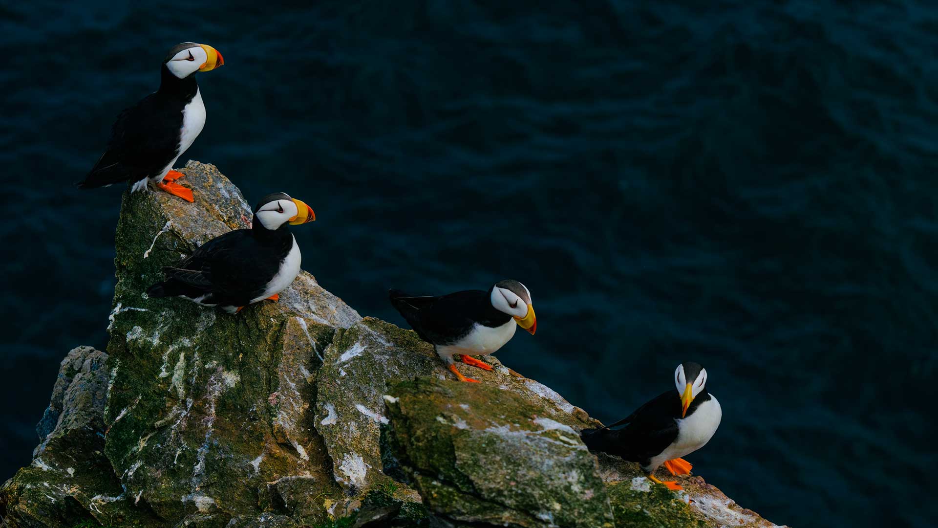  Природные территории России, заповедники и национальные парки. Чукотка