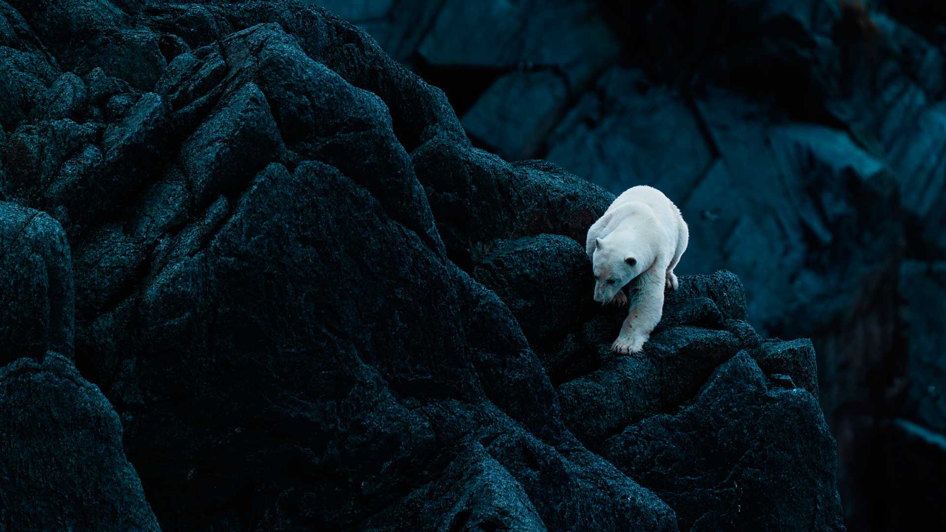  Природные территории России, заповедники и национальные парки. Белый медведь