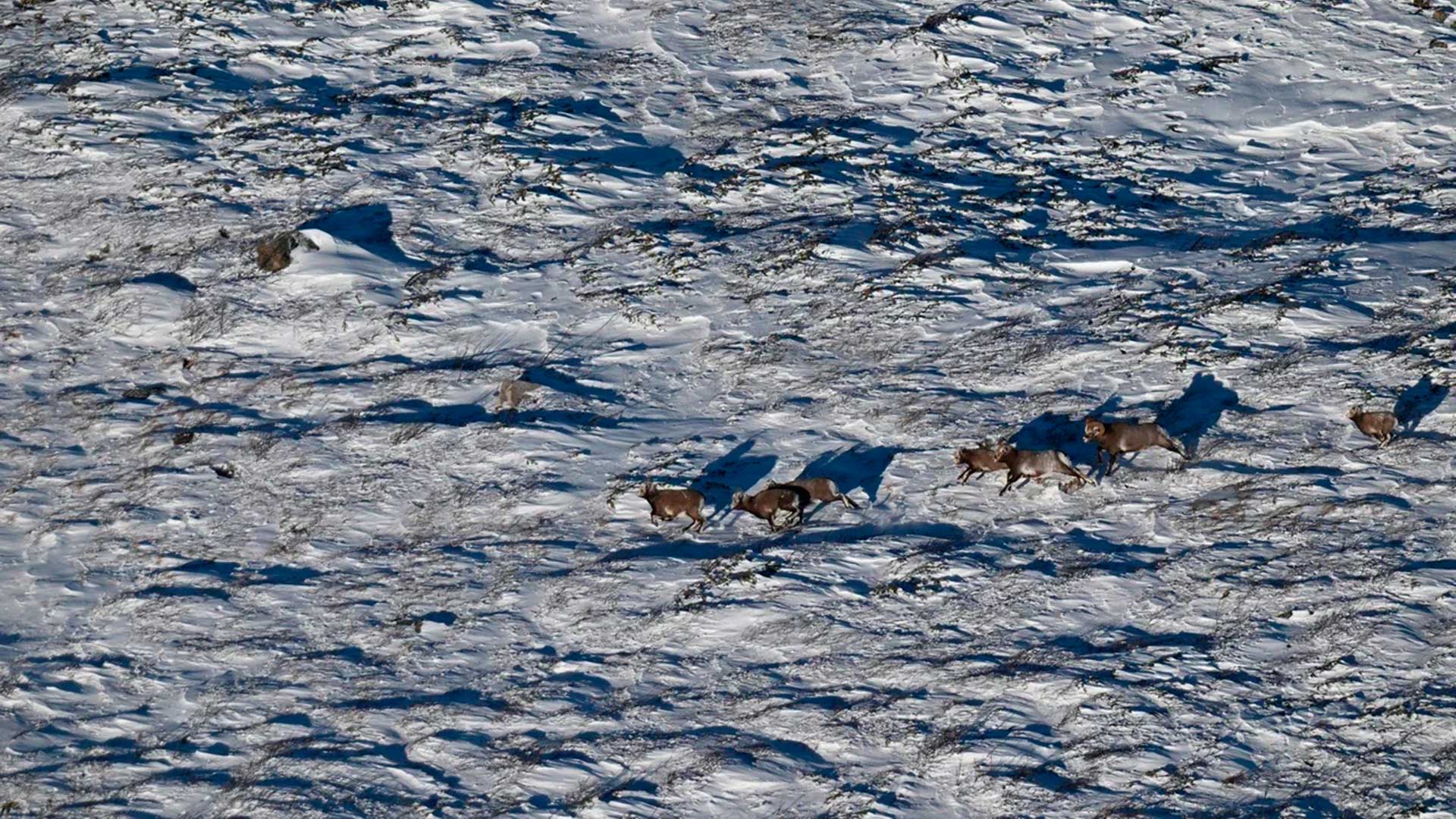  Мониторинг снежного барана Аллена с вертолёта.