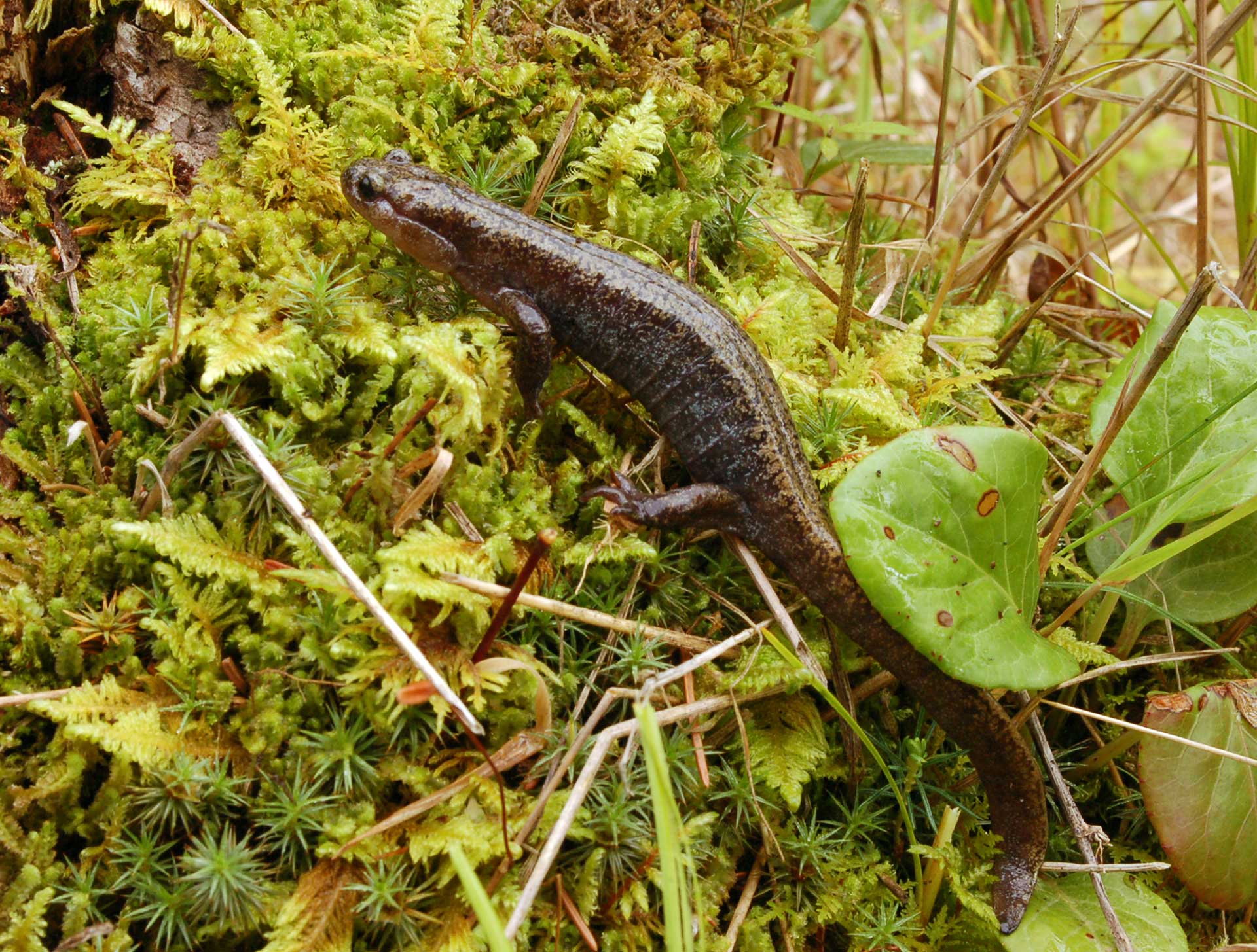  Природа и фауна заповедника «Буреинский». Озеро Медвежье, река Бурея, бурый медведь, соболь, изюбрь, бурундук, сибирский углозуб, хохлатый осоед, парусник Маака