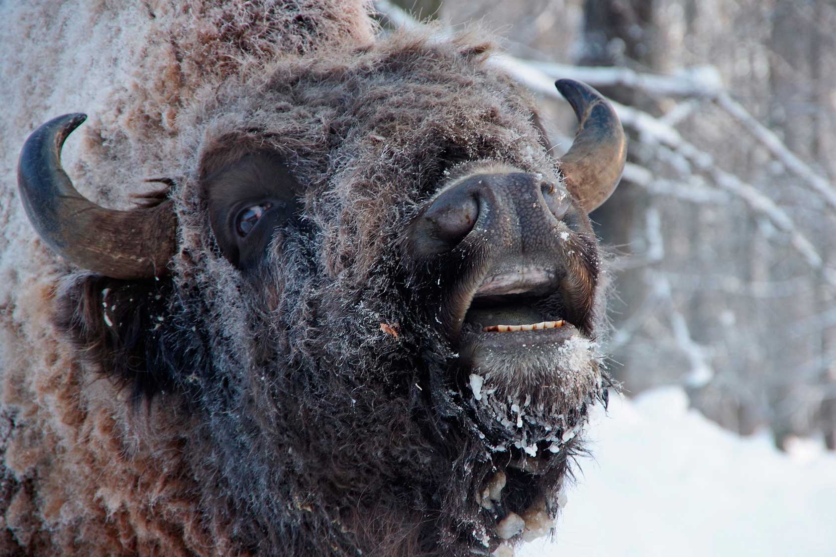Природные заповедники России: Физиологическая особенность зубров — синий язык