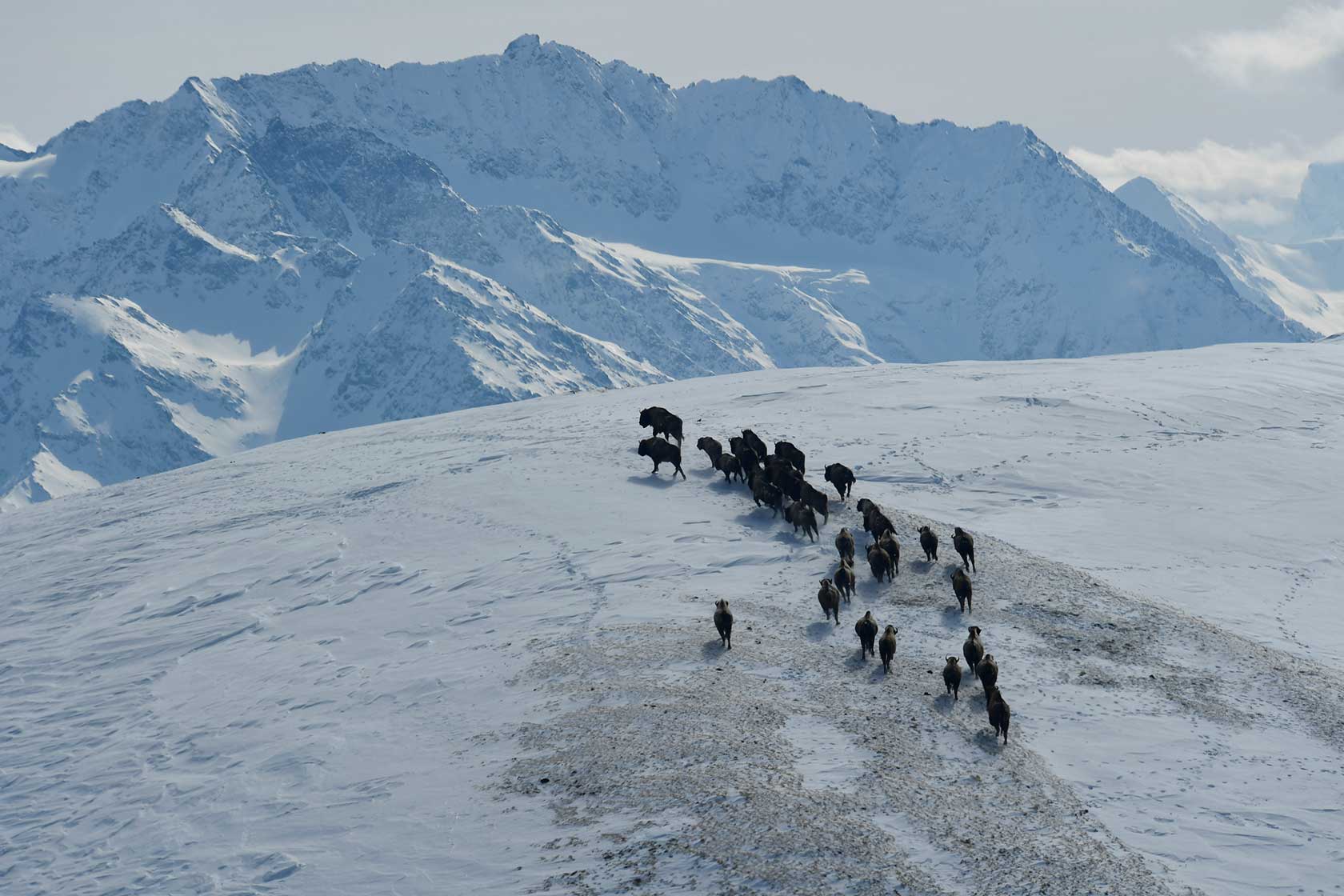  Природные заповедники России: горные зубры Кавказского заповедника