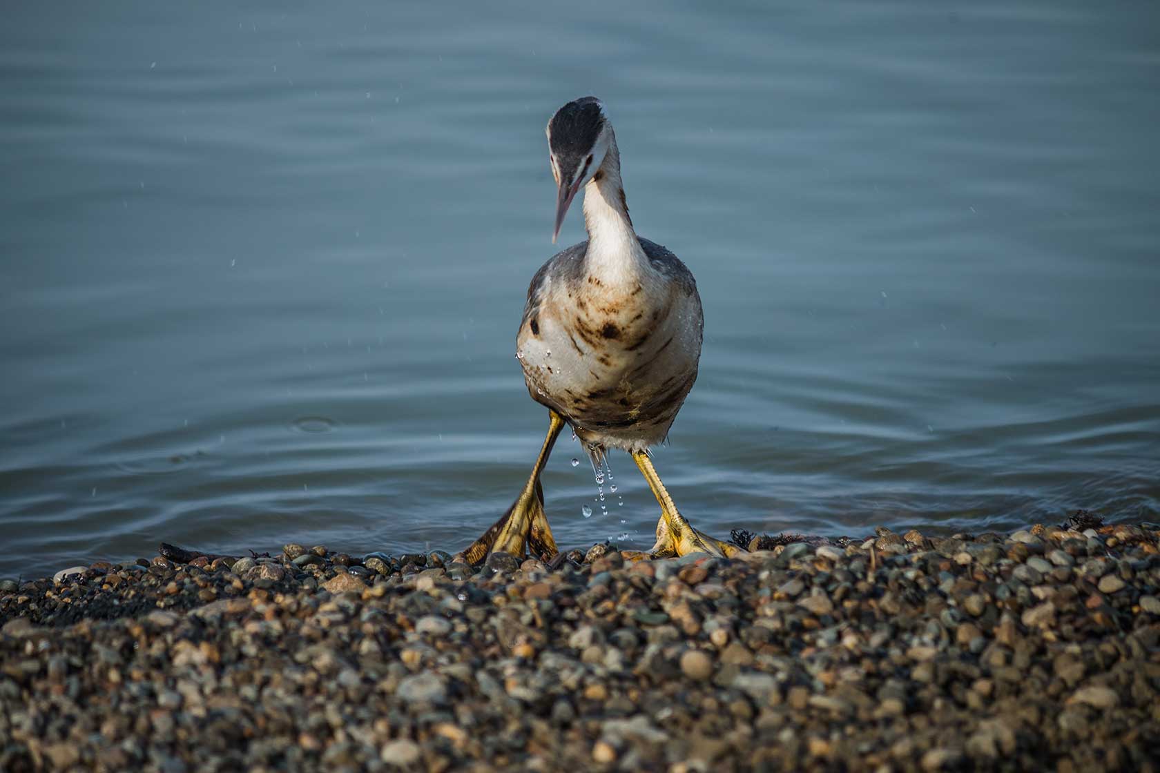  Спасение птиц на пляжах Анапы