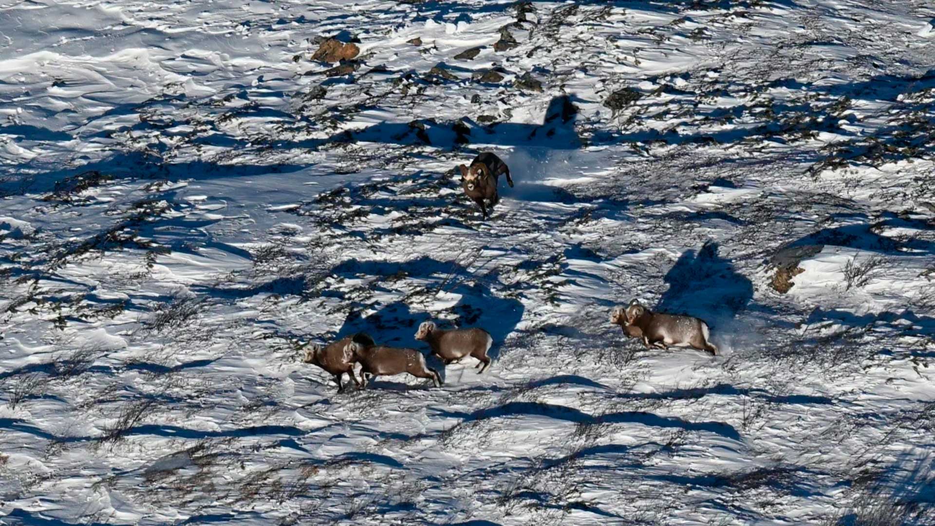  Мониторинг снежного барана Аллена с вертолёта.