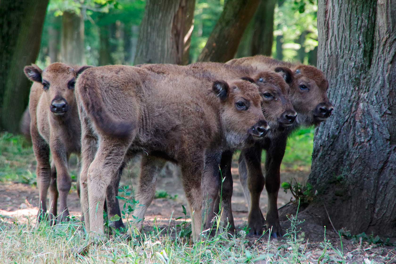 Природные заповедники России: Зубрята в Приокско-Террасном заповеднике
