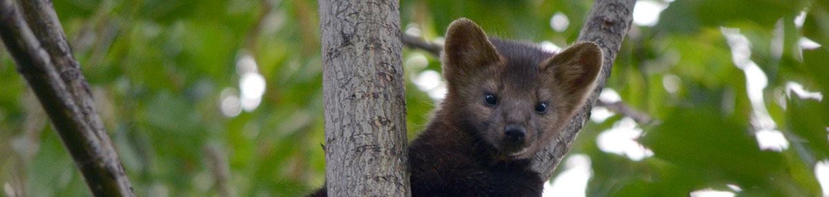  Природа и фауна заповедника «Буреинский». Озеро Медвежье, река Бурея, бурый медведь, соболь, изюбрь, бурундук, сибирский углозуб, хохлатый осоед, парусник Маака