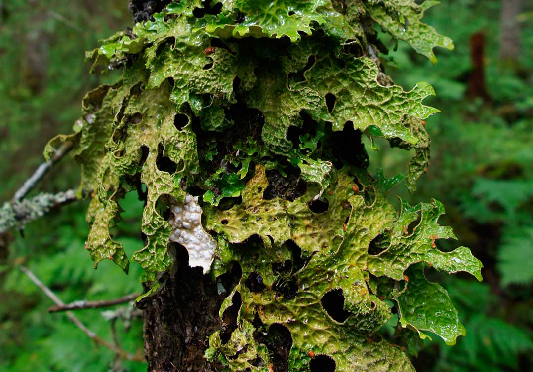  Лобария лёгочная в Койгородском парке