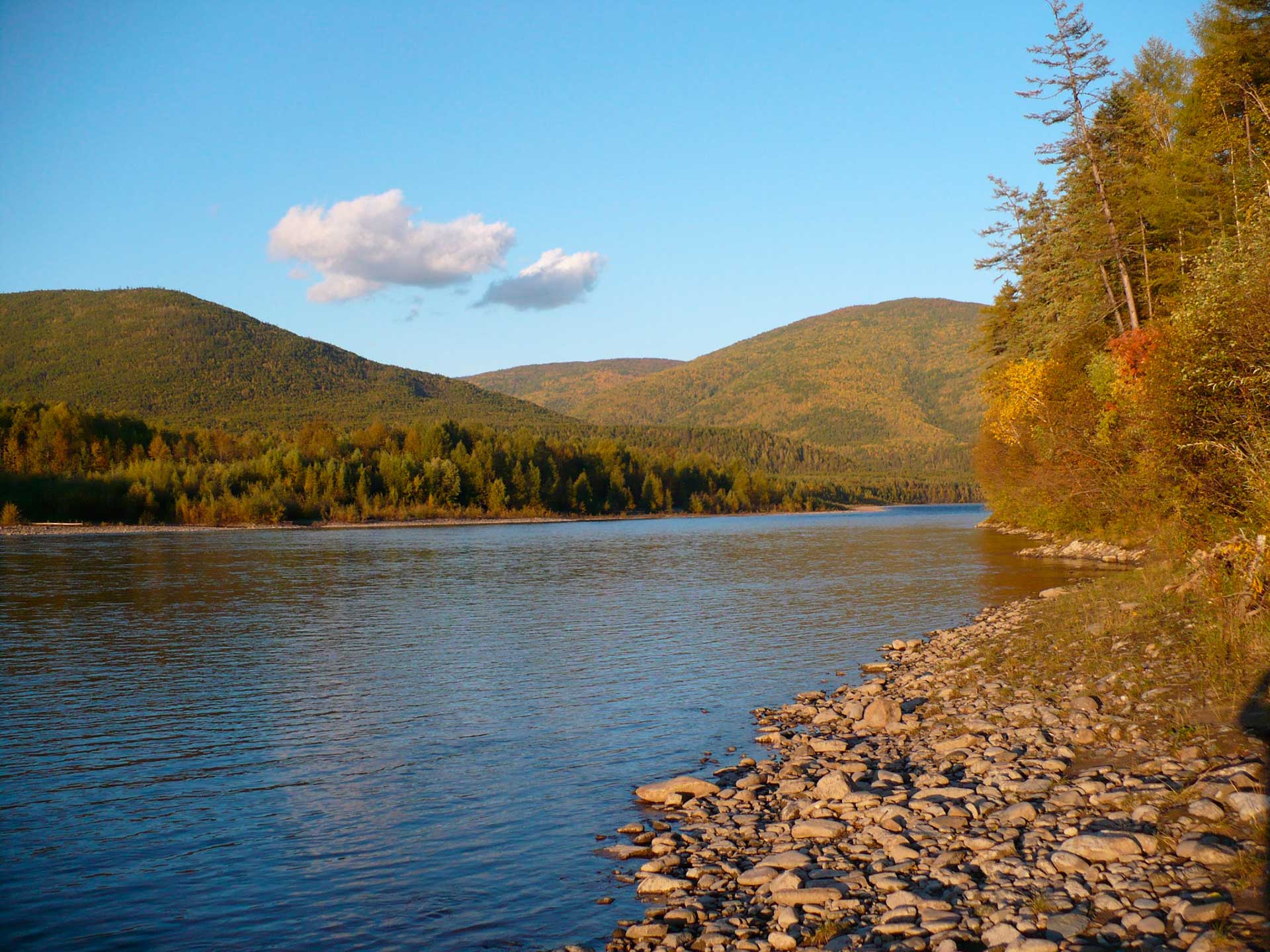  Природа и фауна заповедника «Буреинский». Озеро Медвежье, река Бурея, бурый медведь, соболь, изюбрь, бурундук, сибирский углозуб, хохлатый осоед, парусник Маака