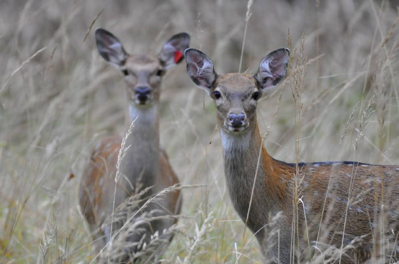  Особые национальные парки России: пятнистые олени в национальном парке «Лосиный остров»