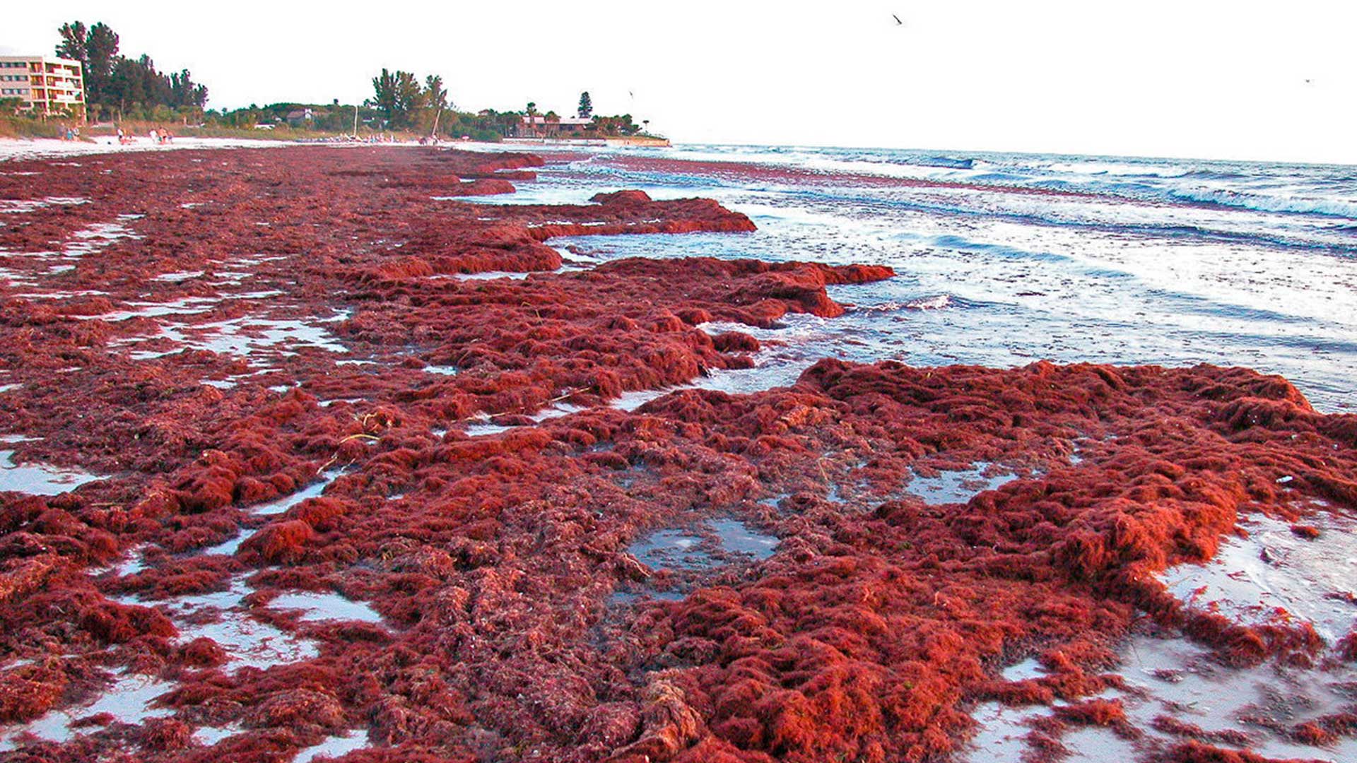  Особо охраняемые природные территории: заказник «Малое филлофорное поле»