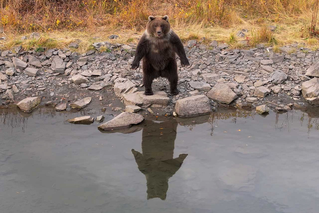  Особо охраняемые природные территории России: бурый медведь на Камчатке
