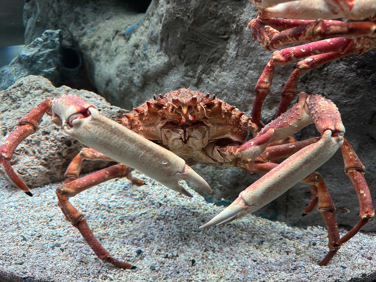  Безопасность экологической среды: камчатский краб