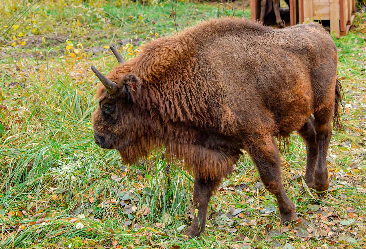 Природные заповедники России: Зубр в национальном парке «Смоленское Поозерье»