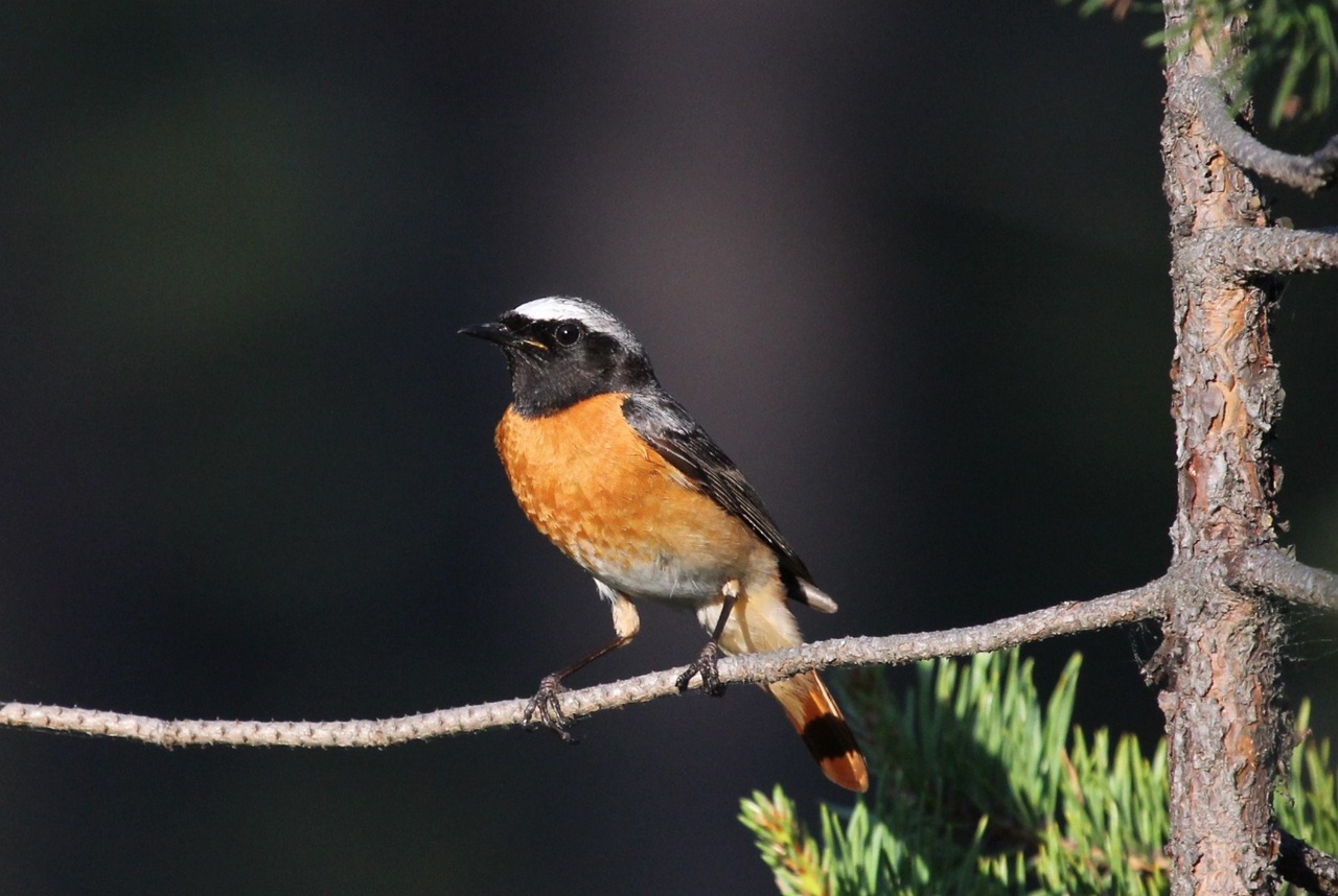  Горихвостка обыкновенная в Койгородском парке