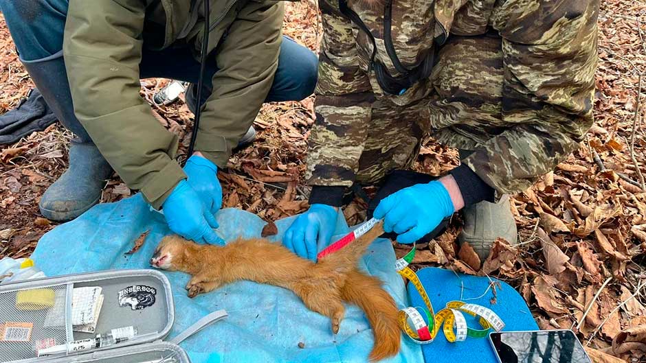  Научные волонтёры берут анализы у мелкого хищного зверька — колонка