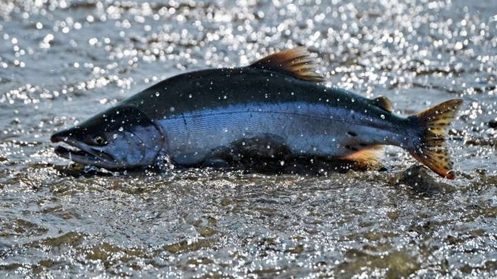  Лососёвые рыбы — главное богатство Камчатки