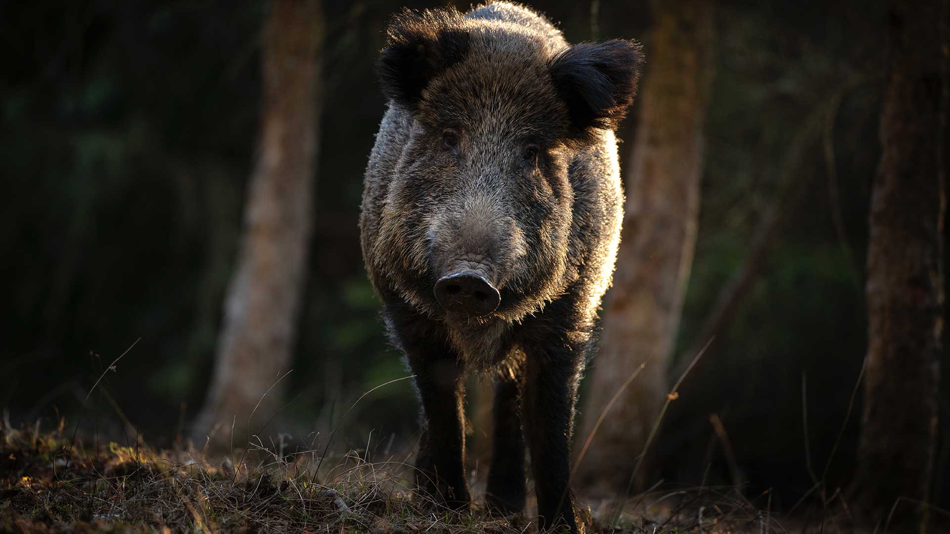  Экотропы СПб, экотропы Ленинградской области