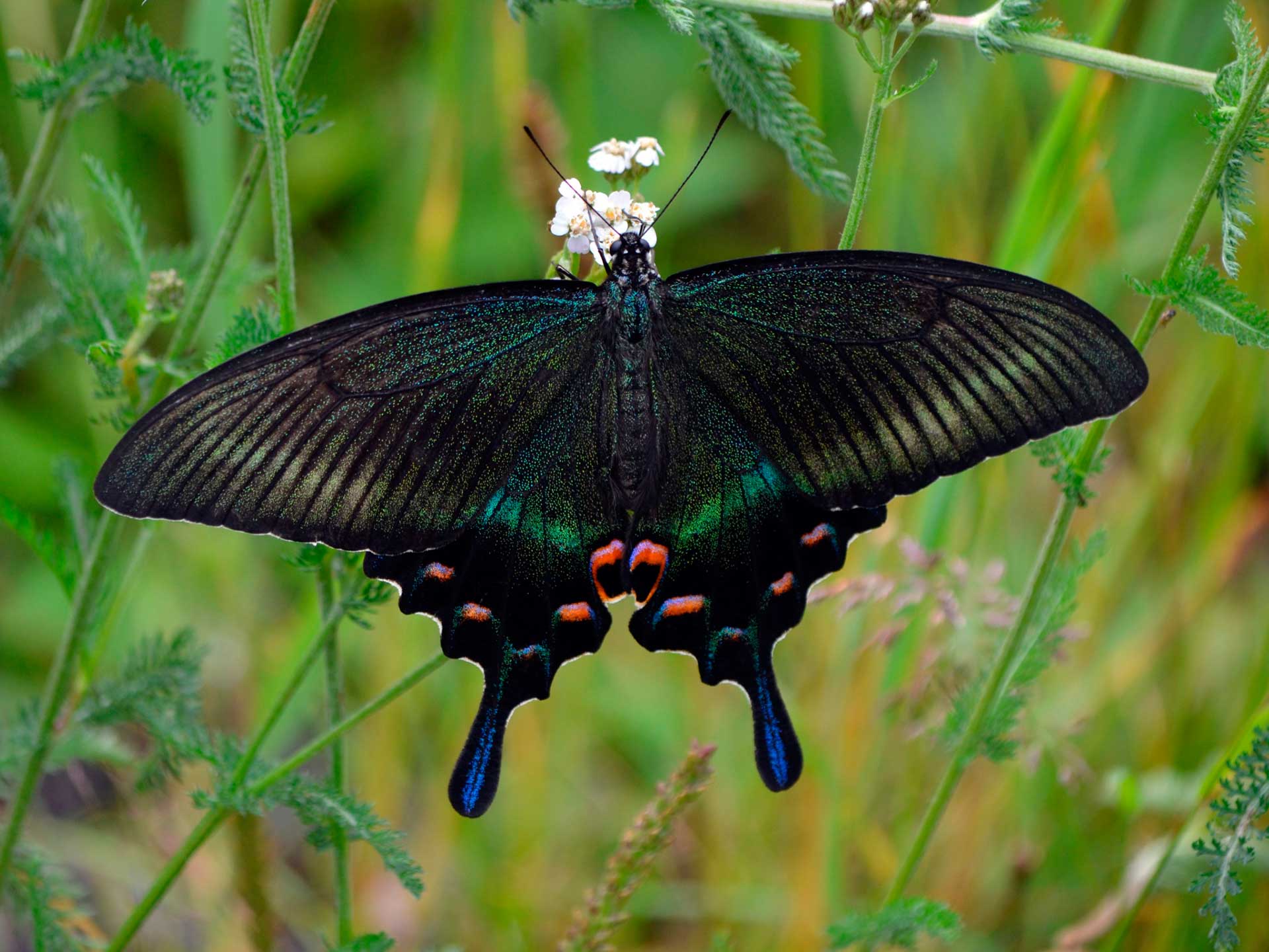  Природа и фауна заповедника «Буреинский». Озеро Медвежье, река Бурея, бурый медведь, соболь, изюбрь, бурундук, сибирский углозуб, хохлатый осоед, парусник Маака