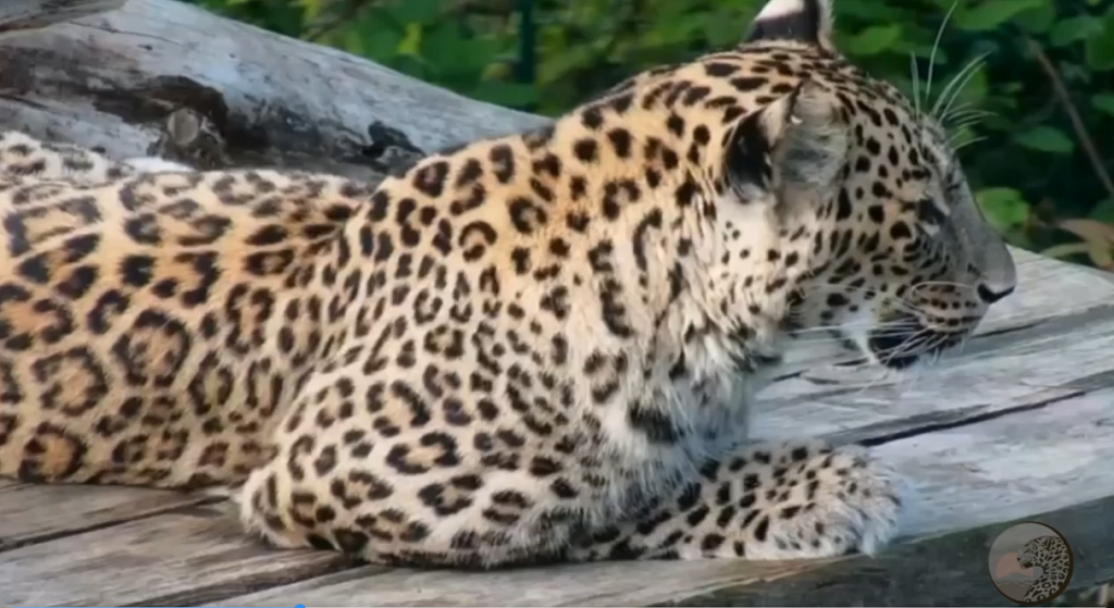  Самка переднеазиатского леопарда Олимпия.