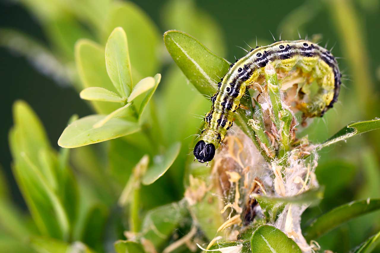  Безопасность экологической среды: гусеница самшитовой огнёвки