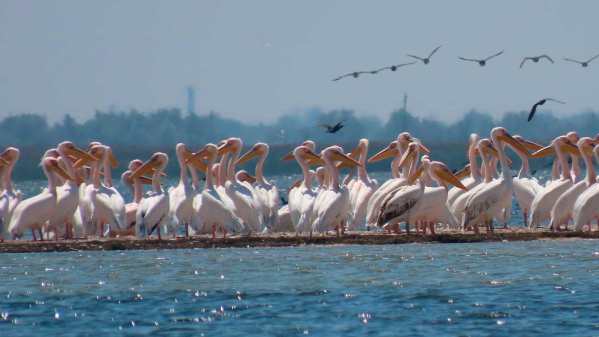  Особо охраняемые природные территории: заповедник «Лебяжьи острова»