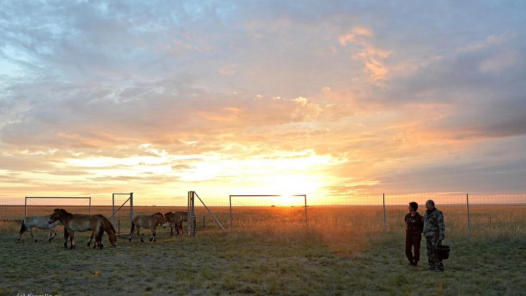  Лошади Пржевальского в центре реинтродукции «Предуральская степь».