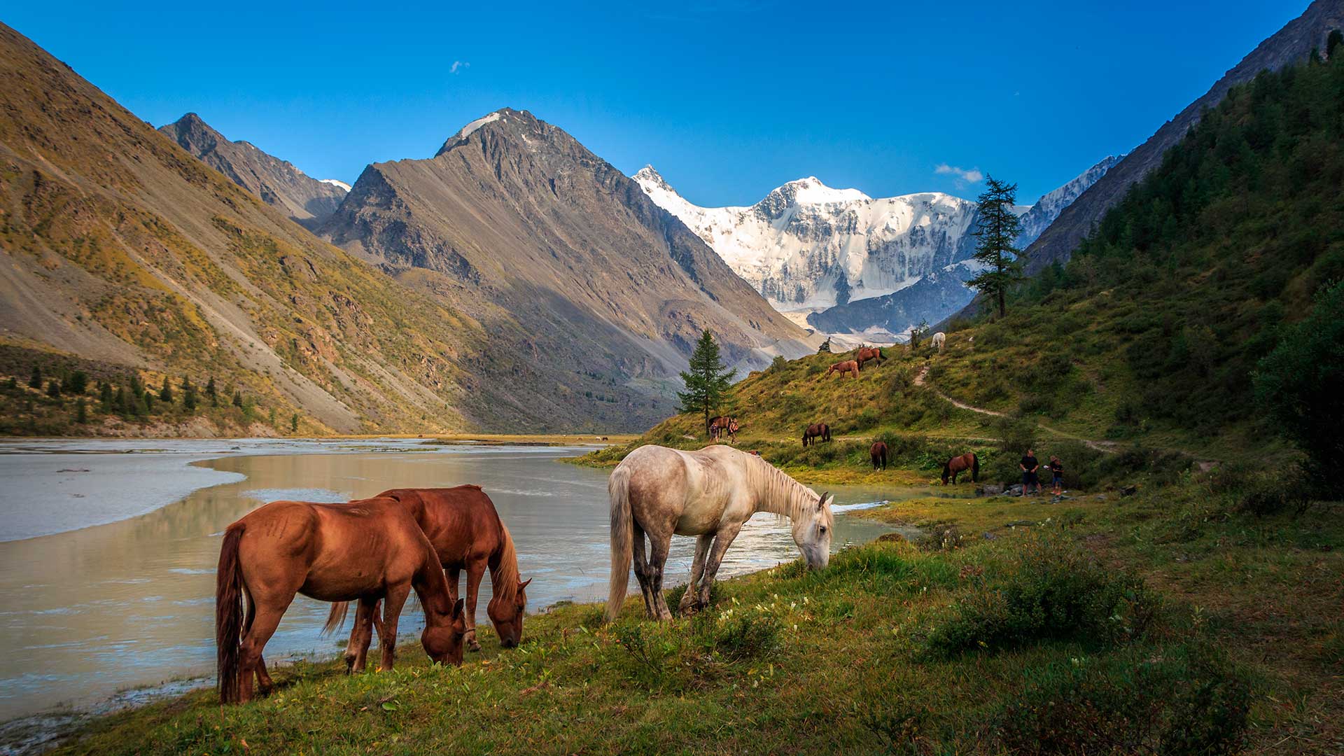  Лошади у подножия горы Белухи