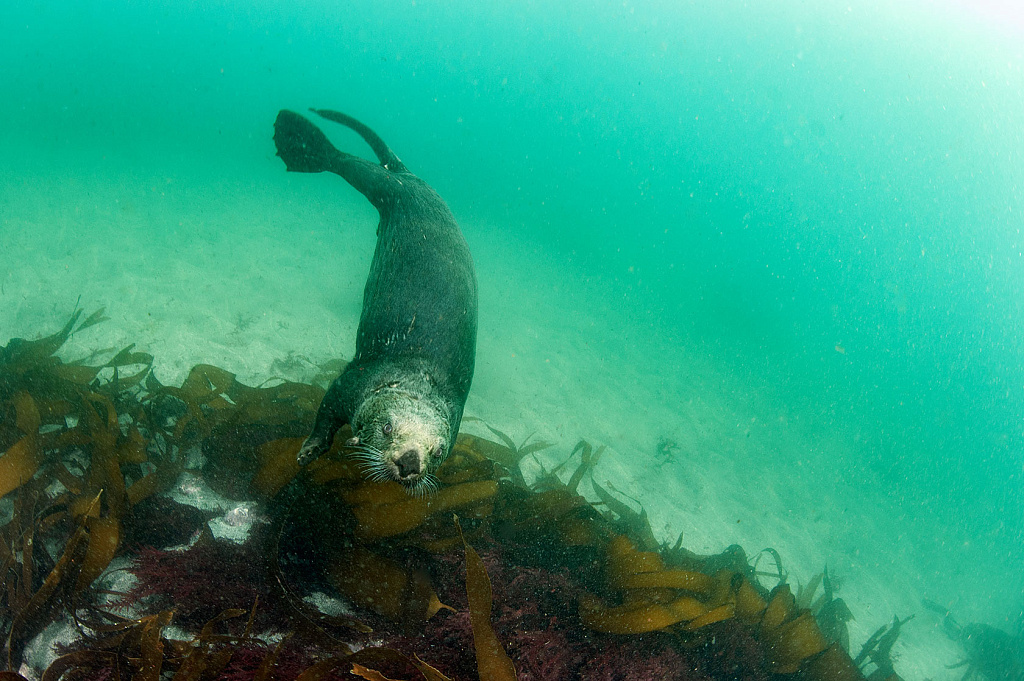  Уникальное фото калана под водой