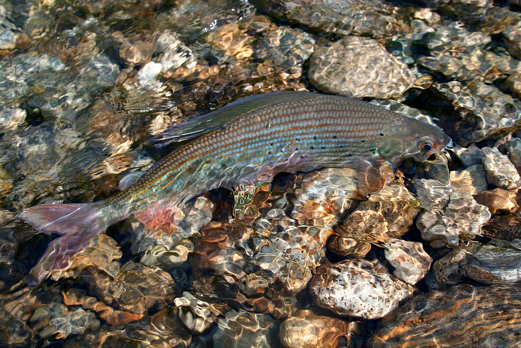  Буреинский хариус