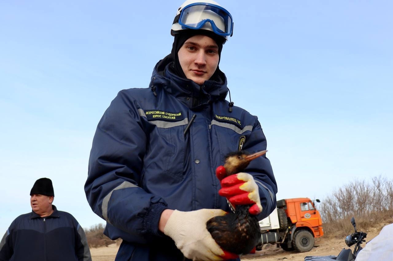  Спасение птиц на пляжах Анапы