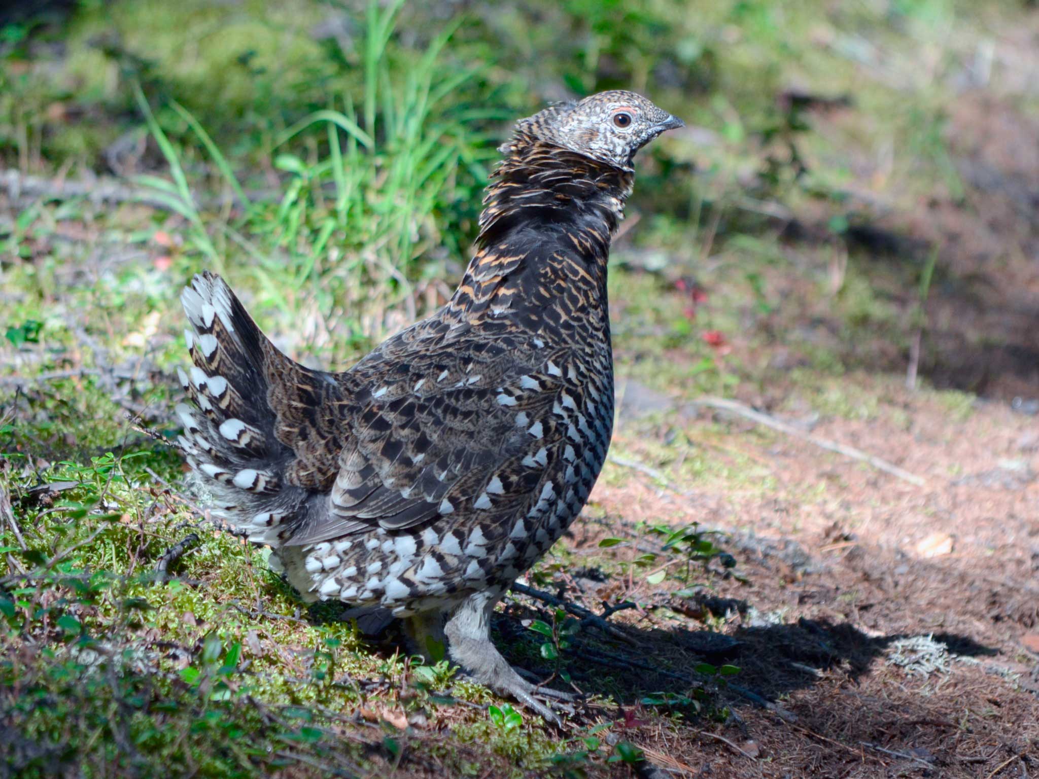  Самец, самка и птенец дикуши