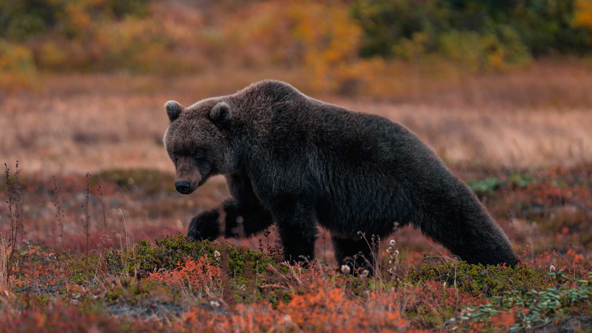  Природные территории России, заповедники и национальные парки. Камчатка