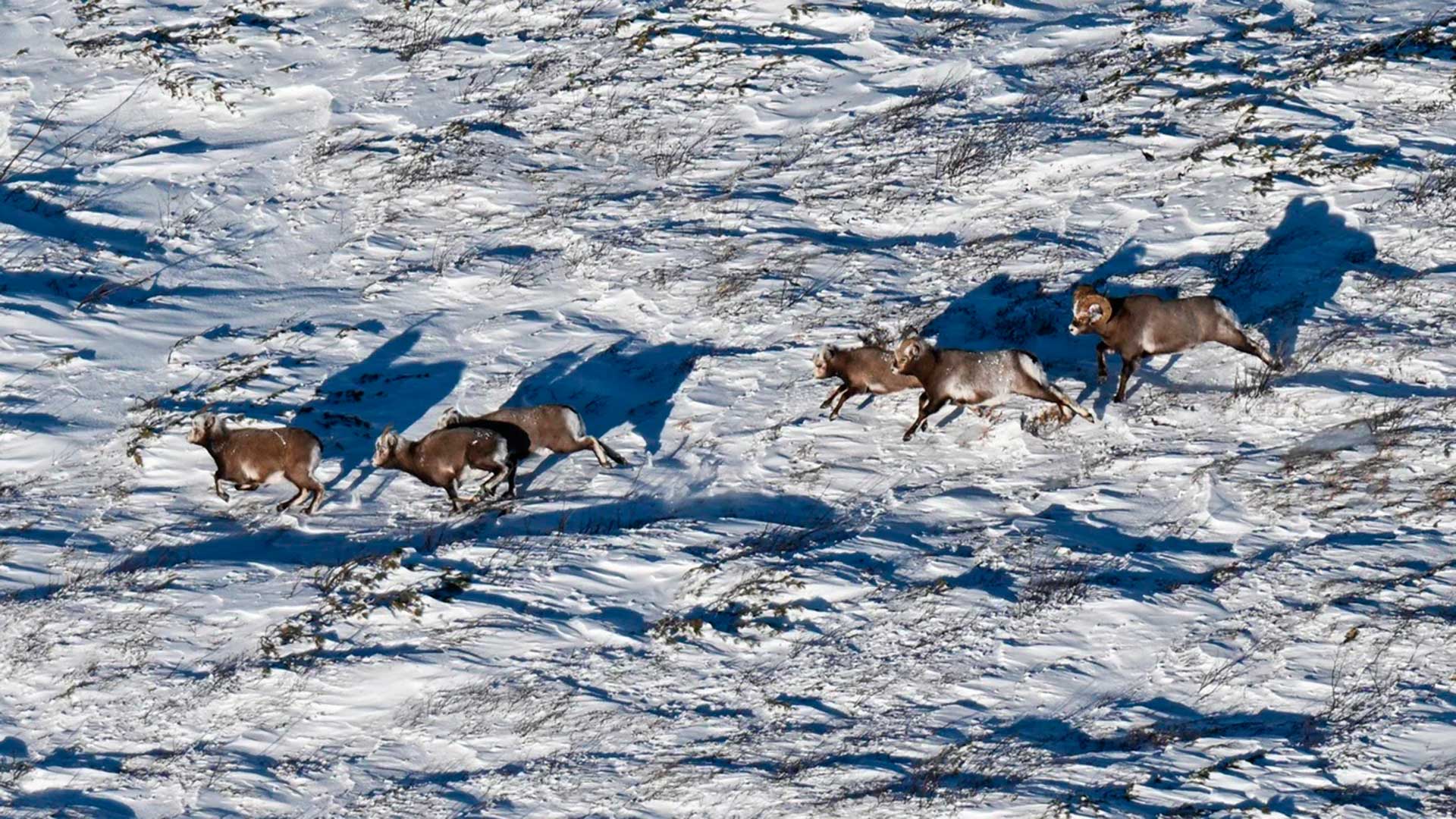  Мониторинг снежного барана Аллена с вертолёта.