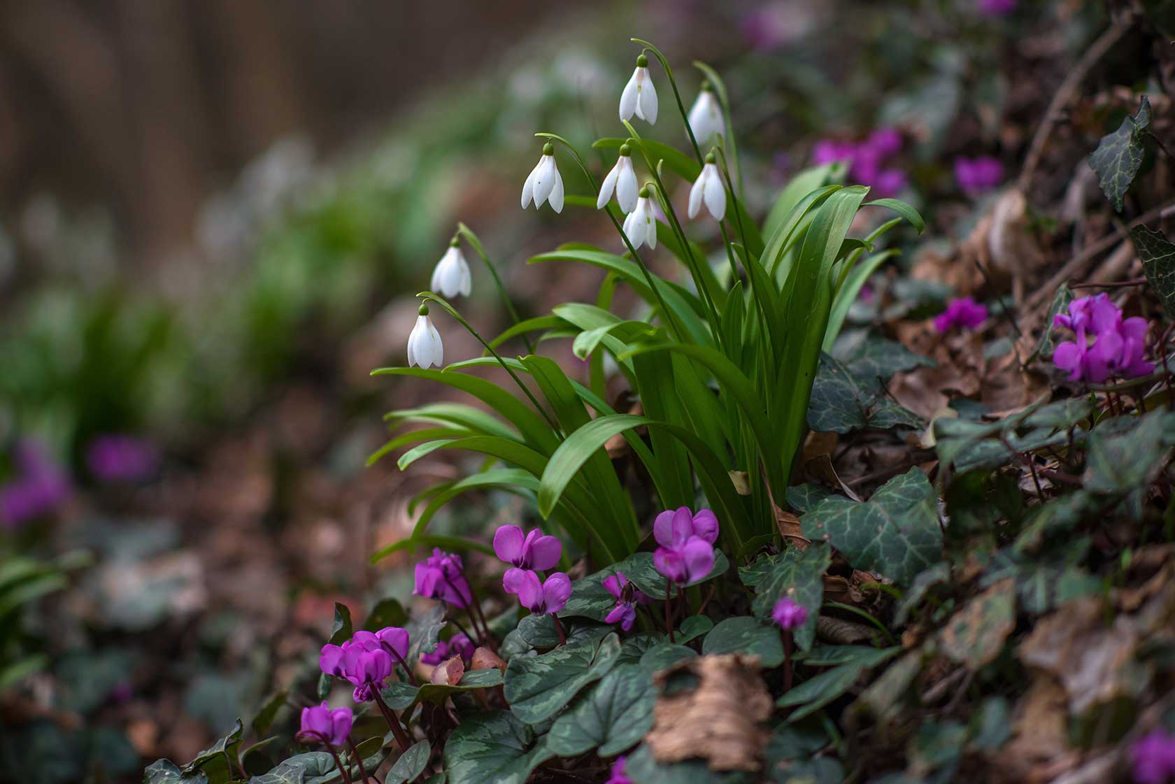  Национальные и природные парки России: Цикламен косский и подснежник Воронова